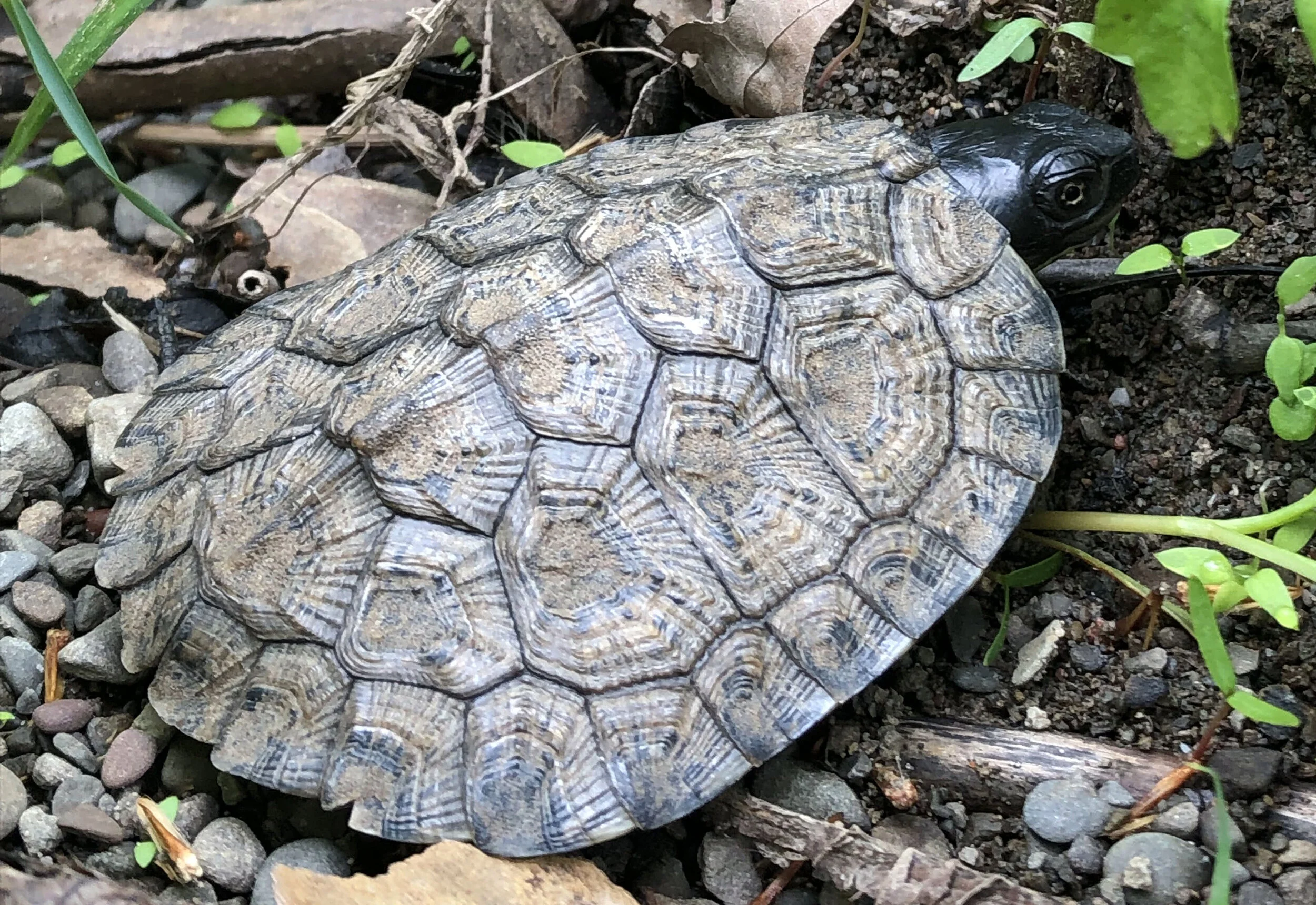 Wood Turtle Conservation — Bastiaans Lab at SUNY Oneonta